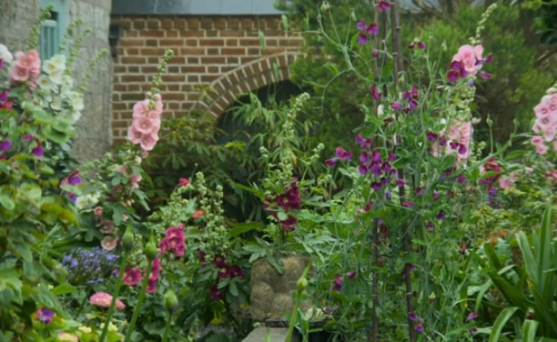 Planten,muren,zonnige standplaats, Voorjaarsbloeiend